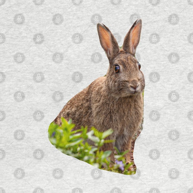 Alert Wild Rabbit by dalyndigaital2@gmail.com